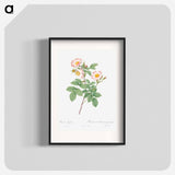 Short-Styled Field-Rose - Pierre Joseph Redouté Poster.