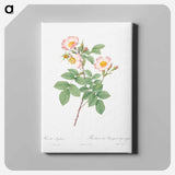 アートパネル-Short-Styled Field-Rose - ピエール ジョゼフ ルドゥーテ Canvas.