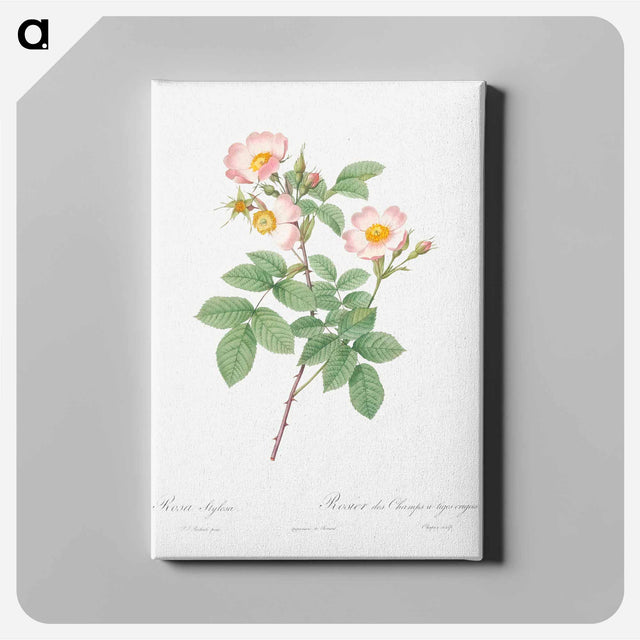 アートパネル-Short-Styled Field-Rose - ピエール ジョゼフ ルドゥーテ Canvas.