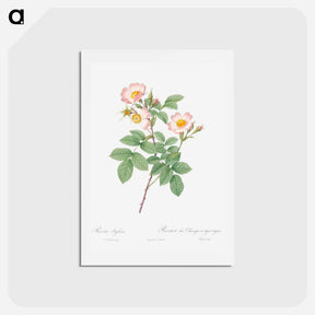 アートポストカード-Short-Styled Field-Rose - ピエール ジョゼフ ルドゥーテ Postcard.