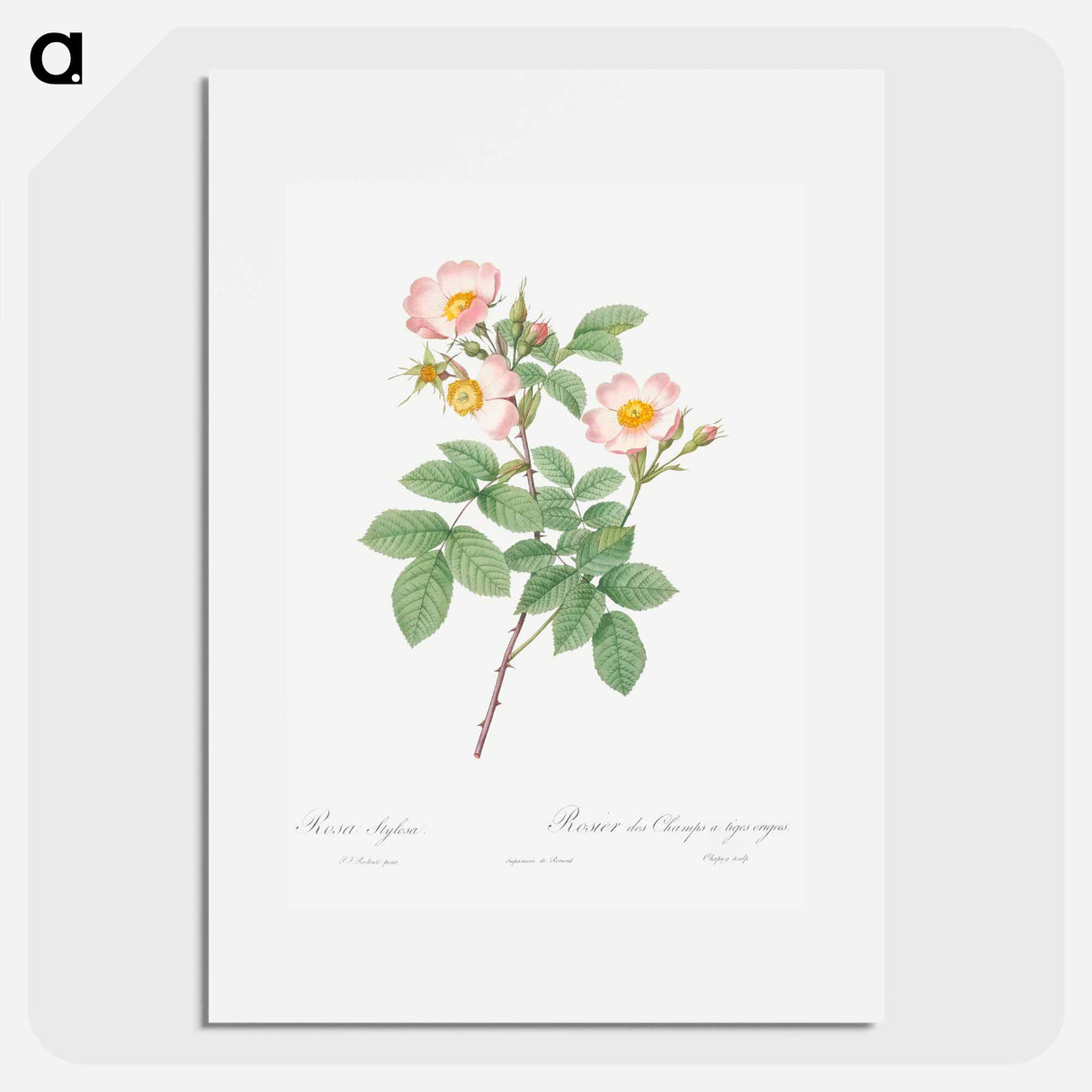 Short-Styled Field-Rose - Pierre Joseph Redouté Poster.