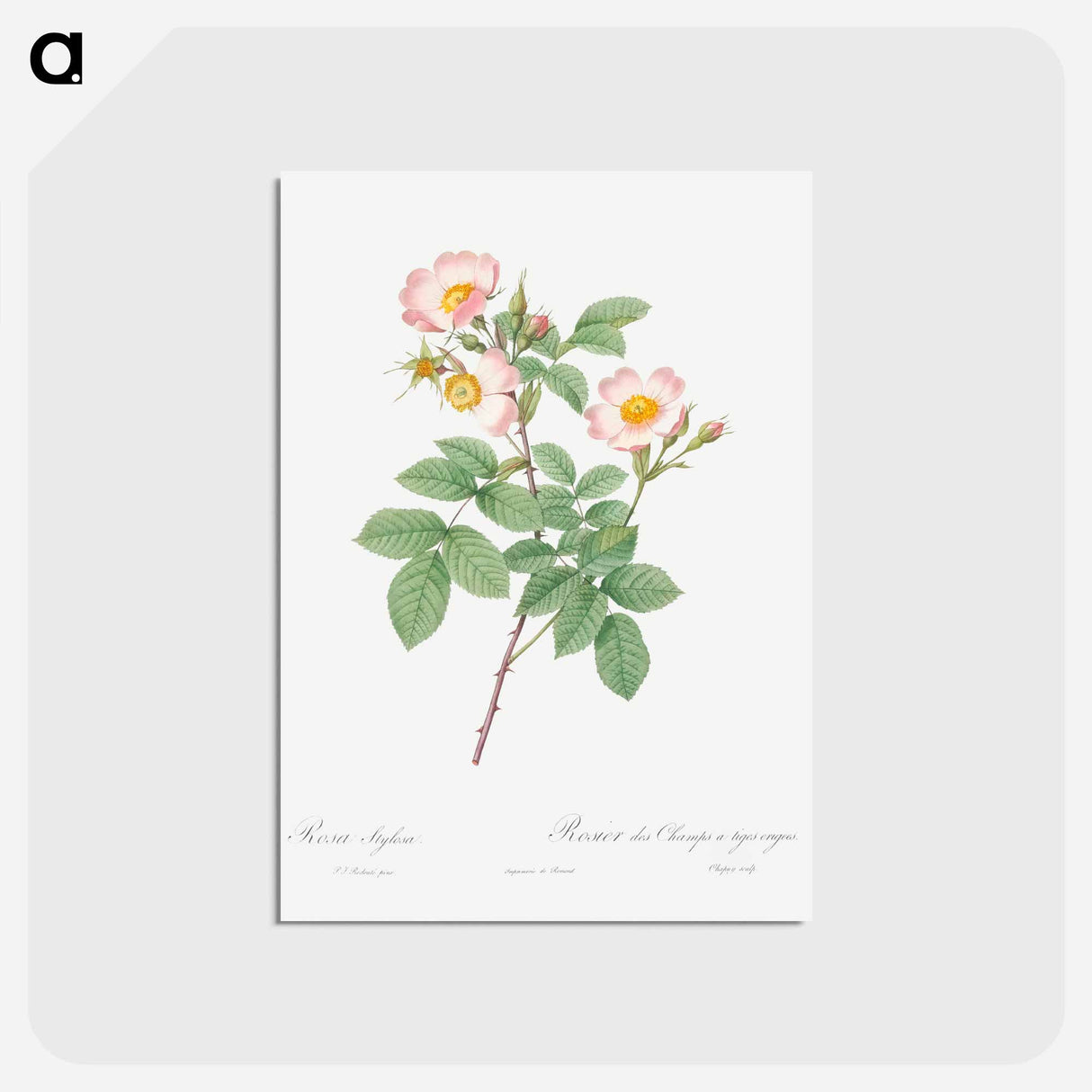 アートポストカード-Short-Styled Field-Rose - ピエール ジョゼフ ルドゥーテ Postcard.
