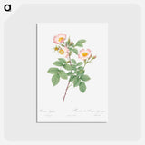 アートポストカード-Short-Styled Field-Rose - ピエール ジョゼフ ルドゥーテ Postcard.
