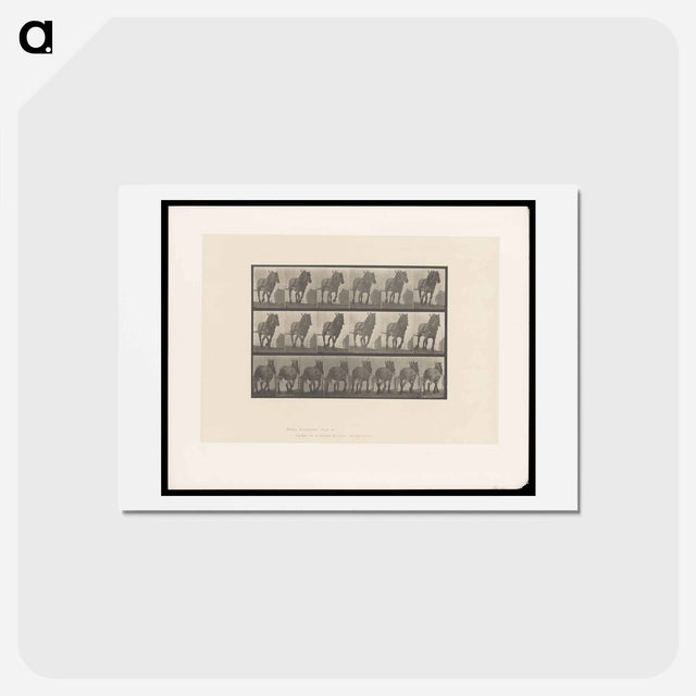 アートポストカード-Horse in Motion
 - エドワード マイブリッジ Postcard.