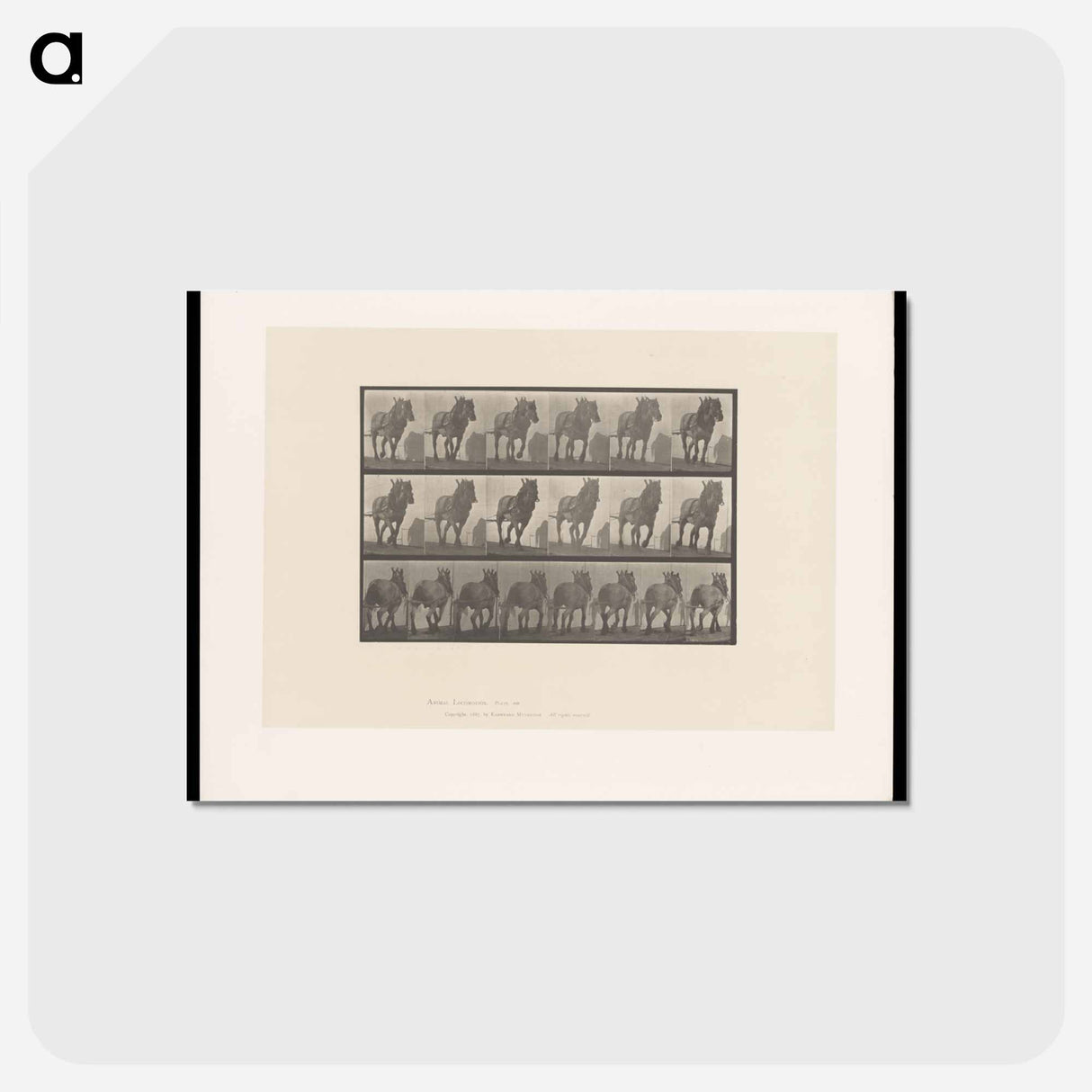 アートポストカード-Horse in Motion
 - エドワード マイブリッジ Postcard.