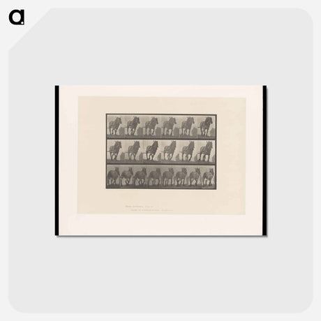 アートポストカード-Horse in Motion
 - エドワード マイブリッジ Postcard.