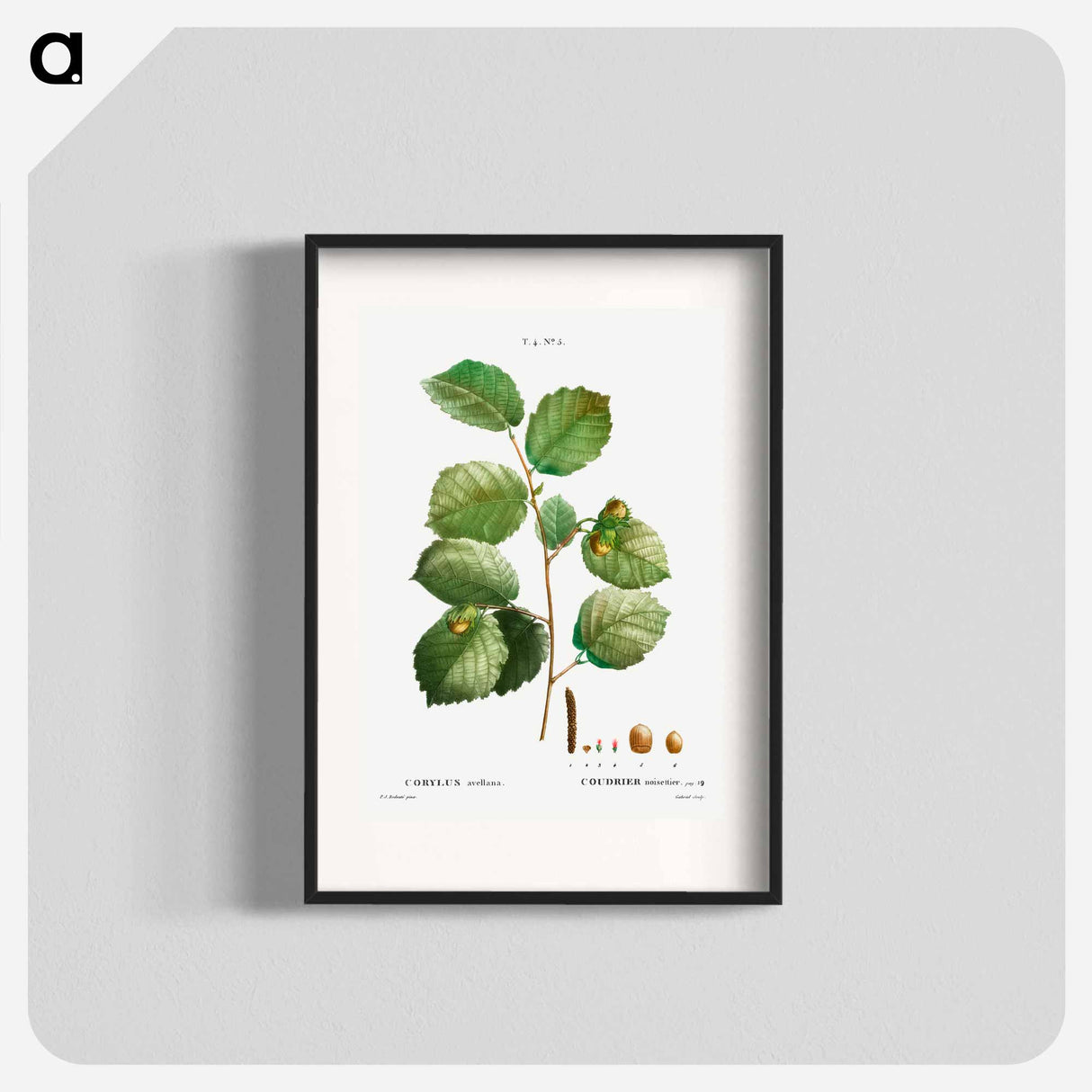 Hazelnut - Pierre Joseph Redouté Poster.