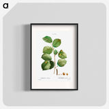 Hazelnut - Pierre Joseph Redouté Poster.