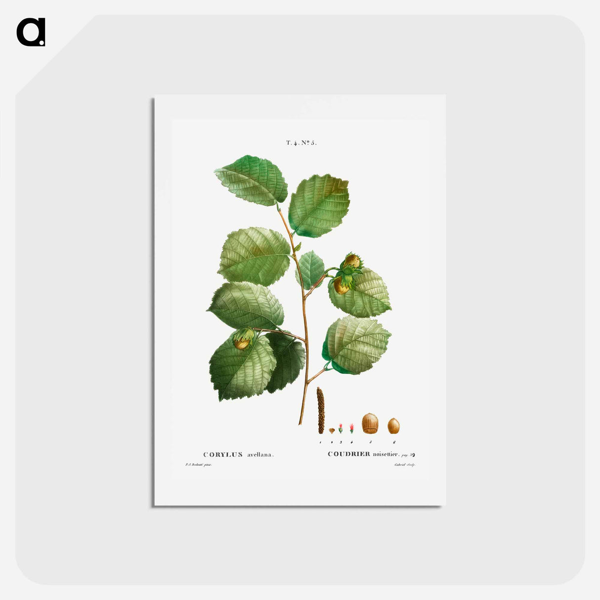 アートポストカード-Hazelnut - ピエール ジョゼフ ルドゥーテ Postcard.