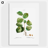 Hazelnut - Pierre Joseph Redouté Poster.