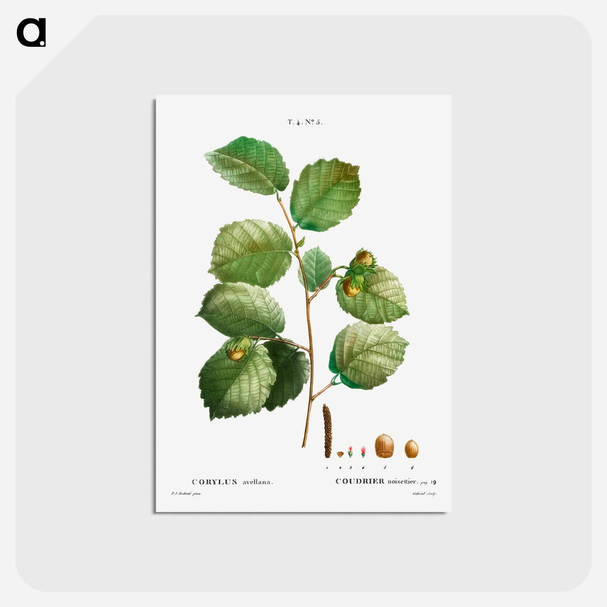 アートポストカード-Hazelnut - ピエール ジョゼフ ルドゥーテ Postcard.