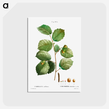 アートポストカード-Hazelnut - ピエール ジョゼフ ルドゥーテ Postcard.