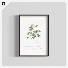 アートポスター-Eglantine also known as Wild Rosehips - ピエール ジョゼフ ルドゥーテ Poster.
