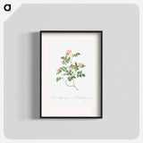 Eglantine also known as Wild Rosehips - ピエール ジョゼフ ルドゥーテ Poster.