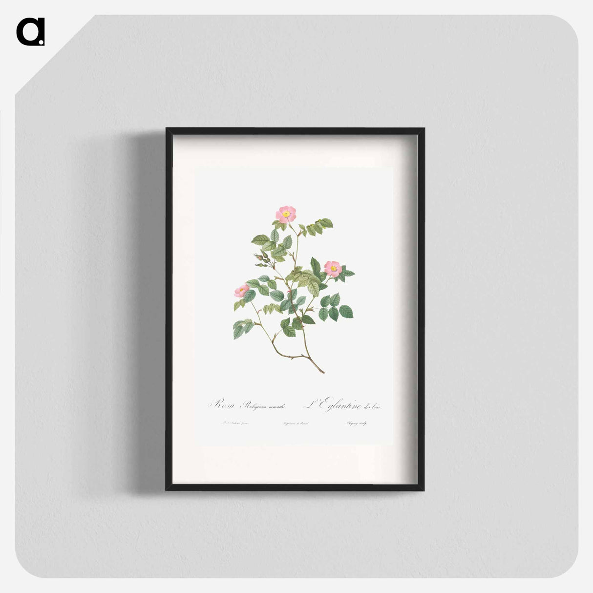 Eglantine also known as Wild Rosehips - Pierre-Joseph Redouté Poster.