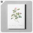 アートパネル-Eglantine also known as Wild Rosehips - ピエール ジョゼフ ルドゥーテ Canvas.