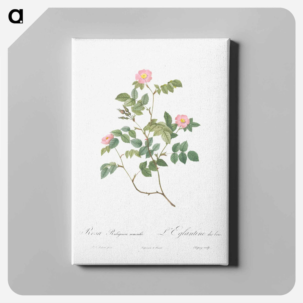 アートパネル-Eglantine also known as Wild Rosehips - ピエール ジョゼフ ルドゥーテ Canvas.