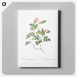 アートパネル-Eglantine also known as Wild Rosehips - ピエール ジョゼフ ルドゥーテ Canvas.