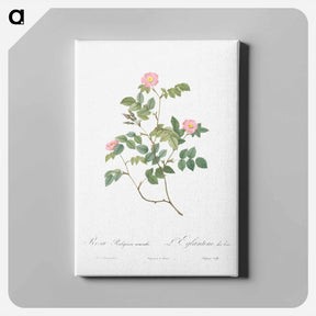 アートパネル-Eglantine also known as Wild Rosehips - ピエール ジョゼフ ルドゥーテ Canvas.