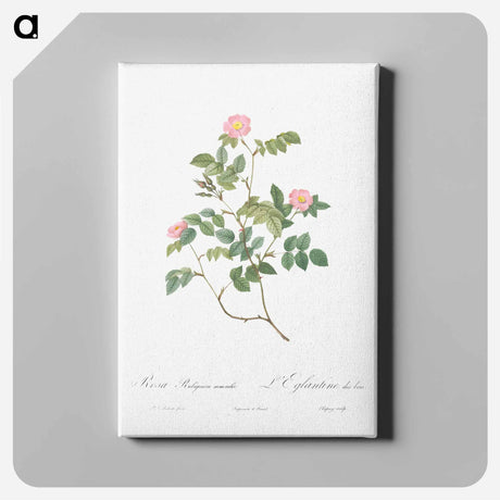 アートパネル-Eglantine also known as Wild Rosehips - ピエール ジョゼフ ルドゥーテ Canvas.