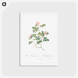 アートポストカード-Eglantine also known as Wild Rosehips - ピエール ジョゼフ ルドゥーテ Postcard.