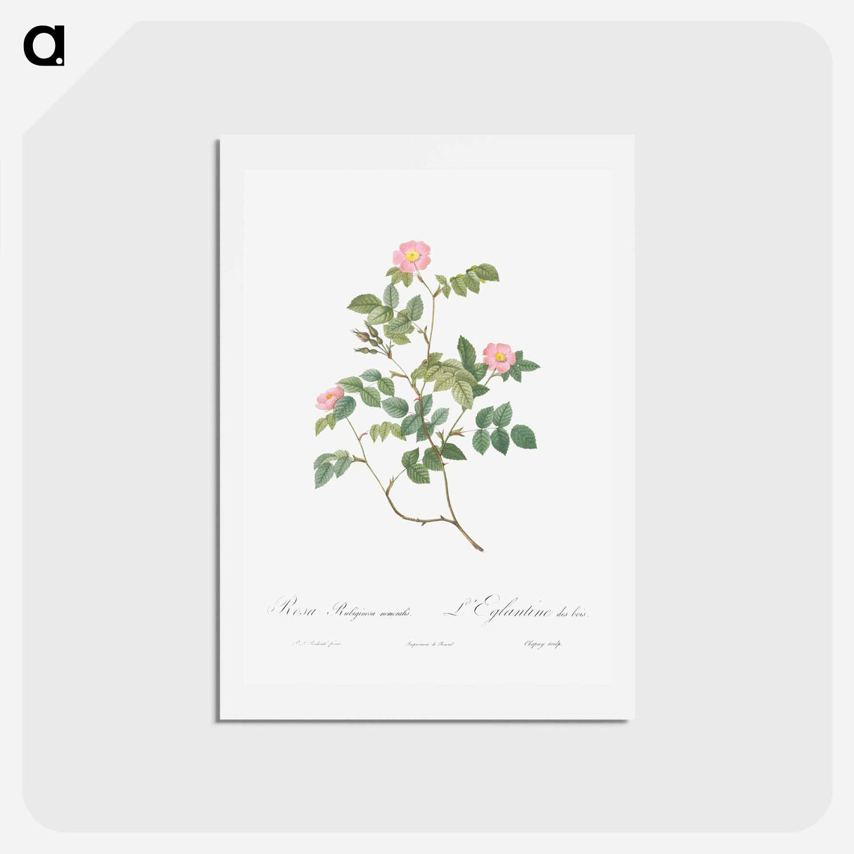 アートポストカード-Eglantine also known as Wild Rosehips - ピエール ジョゼフ ルドゥーテ Postcard.