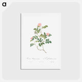 アートポストカード-Eglantine also known as Wild Rosehips - ピエール ジョゼフ ルドゥーテ Postcard.