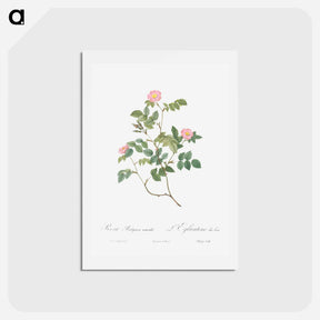 アートポストカード-Eglantine also known as Wild Rosehips - ピエール ジョゼフ ルドゥーテ Postcard.