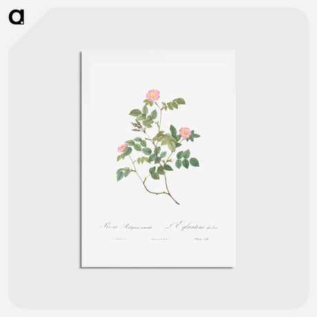 アートポストカード-Eglantine also known as Wild Rosehips - ピエール ジョゼフ ルドゥーテ Postcard.
