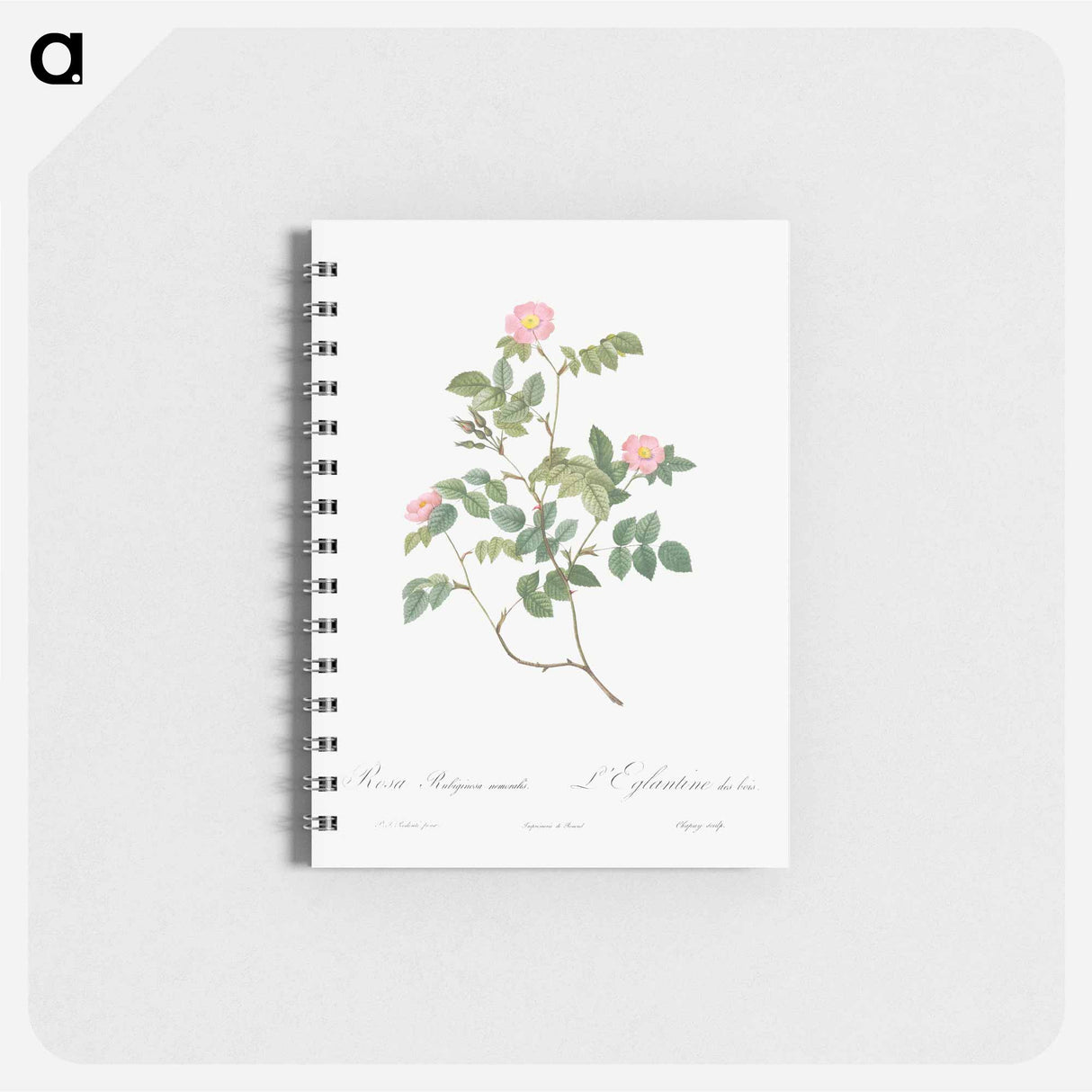 アートメモ帳-Eglantine also known as Wild Rosehips - ピエール ジョゼフ ルドゥーテ Memo.
