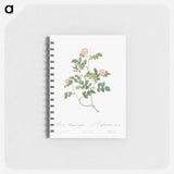 アートメモ帳-Eglantine also known as Wild Rosehips - ピエール ジョゼフ ルドゥーテ Memo.