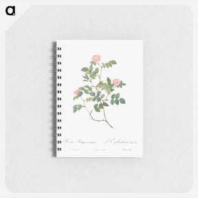 アートメモ帳-Eglantine also known as Wild Rosehips - ピエール ジョゼフ ルドゥーテ Memo.