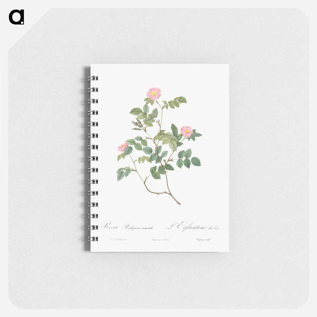 アートメモ帳-Eglantine also known as Wild Rosehips - ピエール ジョゼフ ルドゥーテ Memo.