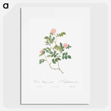 Eglantine also known as Wild Rosehips - Pierre-Joseph Redouté Poster.