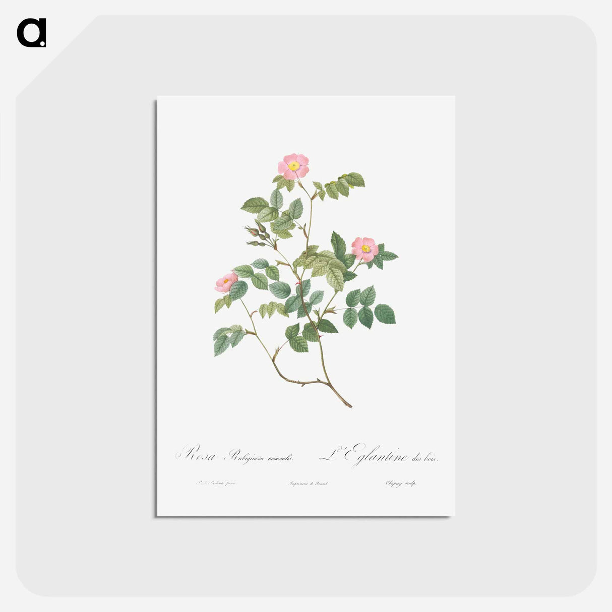アートポストカード-Eglantine also known as Wild Rosehips - ピエール ジョゼフ ルドゥーテ Postcard.