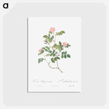 アートポストカード-Eglantine also known as Wild Rosehips - ピエール ジョゼフ ルドゥーテ Postcard.