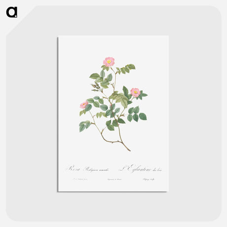 アートポストカード-Eglantine also known as Wild Rosehips - ピエール ジョゼフ ルドゥーテ Postcard.