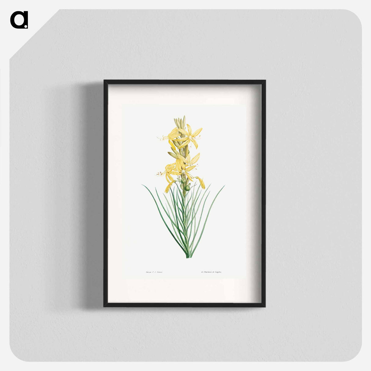 Yellow asphodel - Pierre Joseph Redouté Poster.