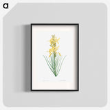 Yellow asphodel - Pierre Joseph Redouté Poster.