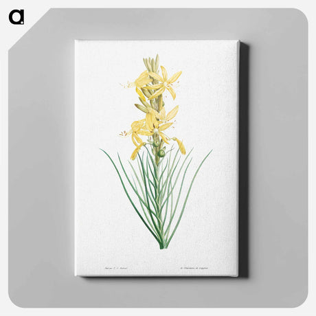 アートパネル-Yellow asphodel - ピエール ジョゼフ ルドゥーテ Canvas.