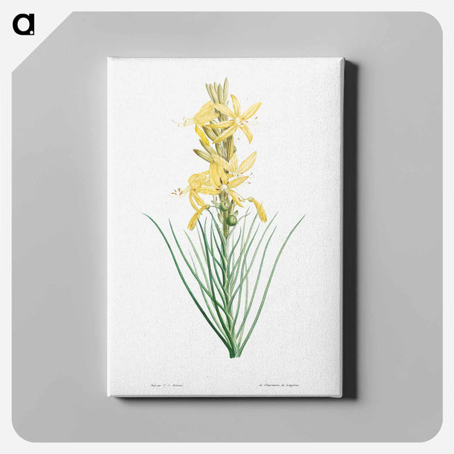 アートパネル-Yellow asphodel - ピエール ジョゼフ ルドゥーテ Canvas.