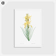 アートポストカード-Yellow asphodel - ピエール ジョゼフ ルドゥーテ Postcard.