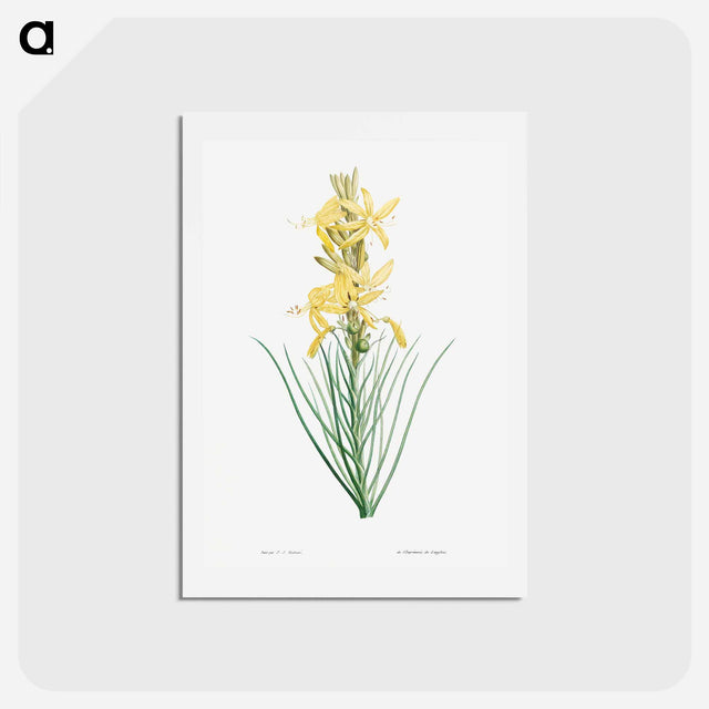 アートポストカード-Yellow asphodel - ピエール ジョゼフ ルドゥーテ Postcard.