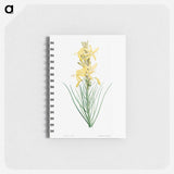アートメモ帳-Yellow asphodel - ピエール ジョゼフ ルドゥーテ Memo.