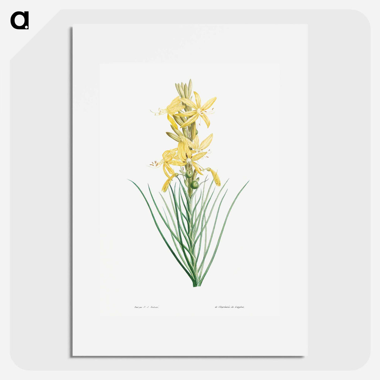 Yellow asphodel - Pierre Joseph Redouté Poster.