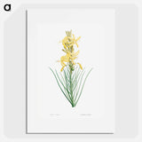 Yellow asphodel - Pierre Joseph Redouté Poster.