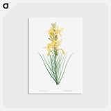 アートポストカード-Yellow asphodel - ピエール ジョゼフ ルドゥーテ Postcard.