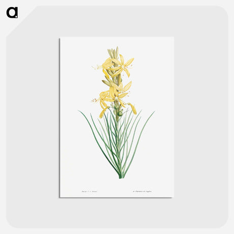 アートポストカード-Yellow asphodel - ピエール ジョゼフ ルドゥーテ Postcard.