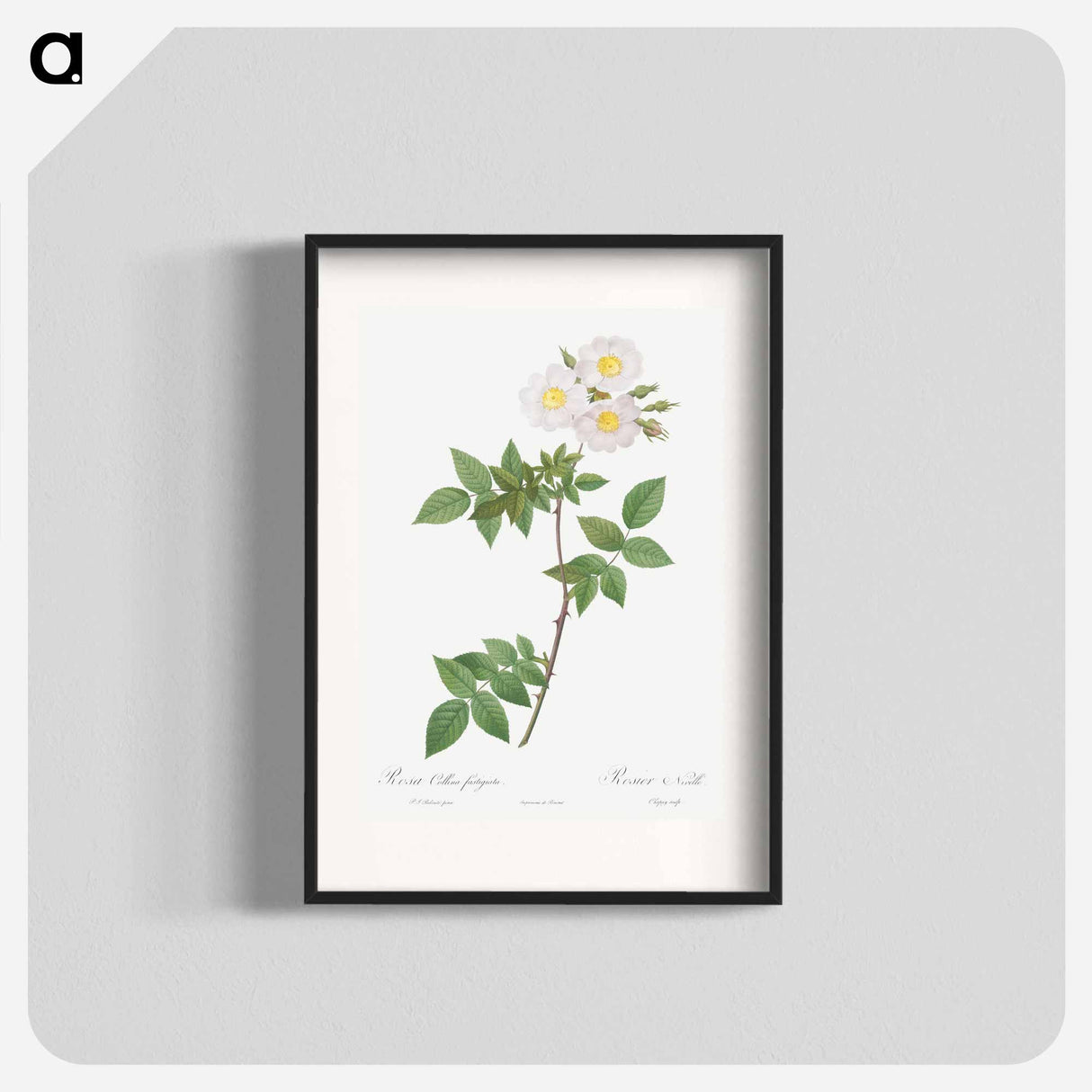 Rosa x collina, Rosa Collina fastigiata - Pierre Joseph Redouté Poster.