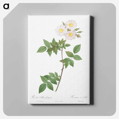 アートパネル-Rosa x collina, Rosa Collina fastigiata - ピエール ジョゼフ ルドゥーテ Canvas.
